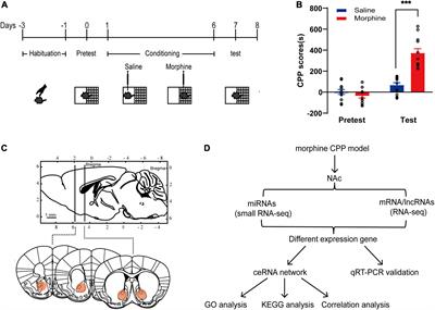 Transcriptomic Analysis of Long Non-coding RNA-MicroRNA-mRNA Interactions in the Nucleus Accumbens Related to Morphine Addiction in Mice
